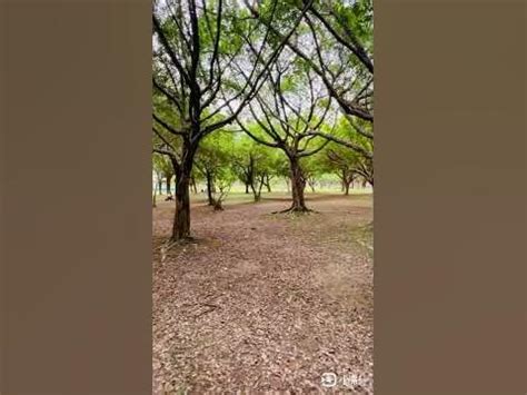 台北磁場好的地方|台北南港公園有氣,石,木等地穴能量強大區域!比世界知名的美國能。